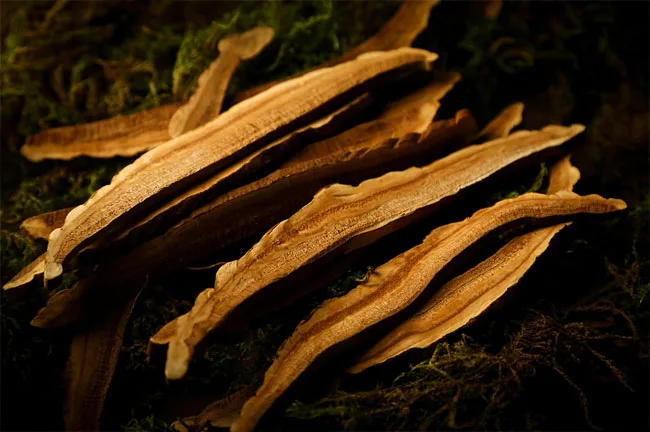 Dried Reishi Slices